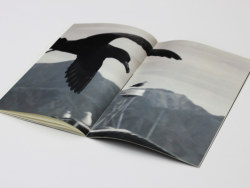 新西兰黑海燕保护报告 : 画册欣赏