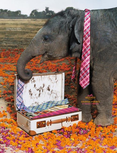 与印度大象共舞-爱马仕广告