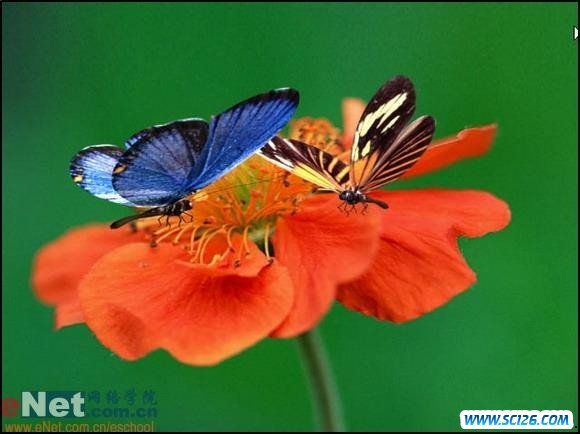 3DMAX精彩实例设计两只花瓣上的美丽蝴蝶