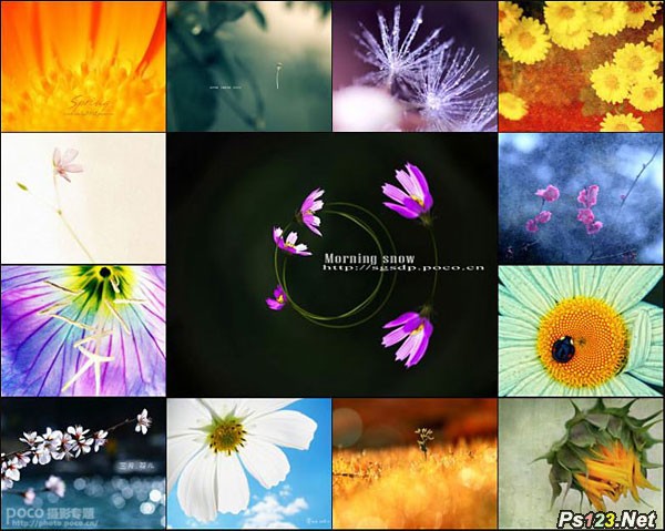 创意花卉摄影作品技巧分享
