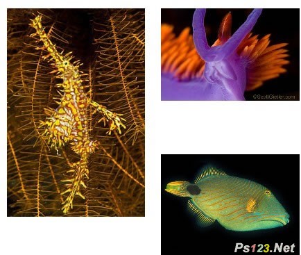 摄影用光知识：水下摄影拍出正确颜色的技巧