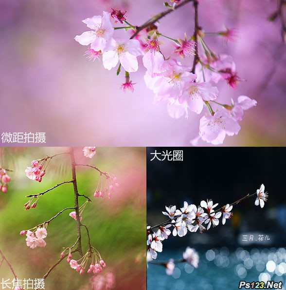 春天花卉摄影 樱花摄影技巧