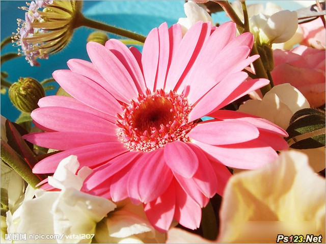让你拍出不一样的花卉照片技巧 三联教程