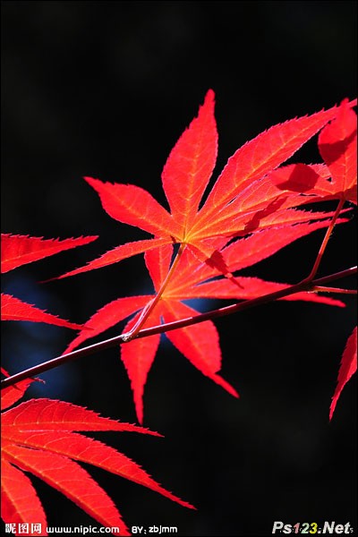 9条贴士教你如何拍好秋天的红叶