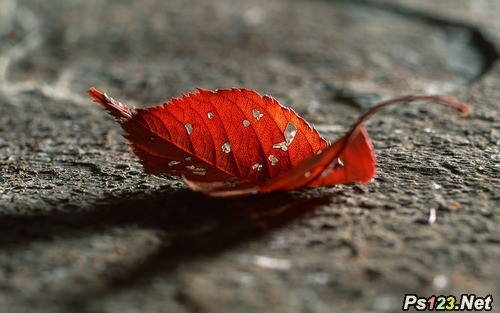 秋日红叶的拍摄技巧
