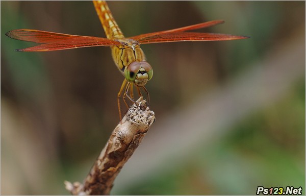 怎样拍摄蜻蜓的复眼？