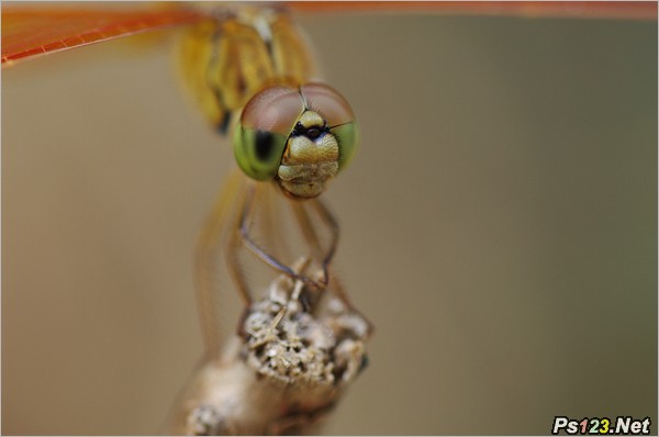 拍摄蜻蜓的复眼 摄影教程