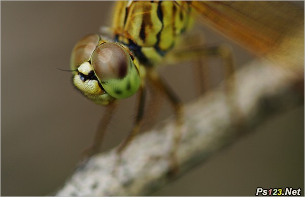 拍摄蜻蜓的复眼 摄影教程