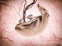 WARF泰国野生动物救助组织公益广告