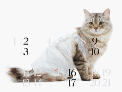 关于猫的日历设计