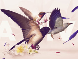 鸟-主题图形设计收集