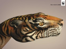 WWF之公益海报