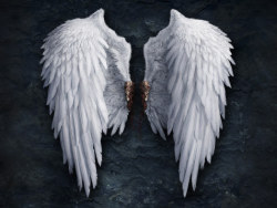 天使之翼欣赏