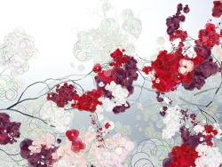《rosa flora 》视觉画面