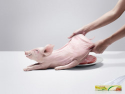 2011最新平面广告精选之动物篇
