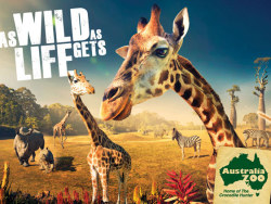 澳大利亚动物园宣传广告
