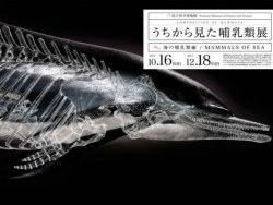 日本设计师wataru yoshida：哺乳动物展海报设计
